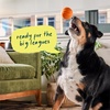 image:imageWOOF Flyball  2in1 Fetch Ball and Dog Treat Dispenser Toy  Interactive Puzzle for Enrichment  Fits Standard Ball Launchers  Durable ToothFriendly Rubber  The Perfect Dog Gift  3 Pack3PK Lavender Orange Yellow
